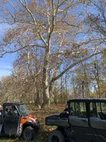 State Record tree.webp