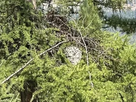 Let’s see those camo crew ultimates doing their thing.